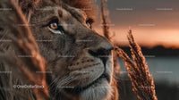 Majestic Lion in Golden Sunset Light