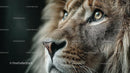 Close-up of Majestic Lion with Intense Gaze