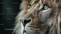 Close-up of Majestic Lion with Intense Gaze