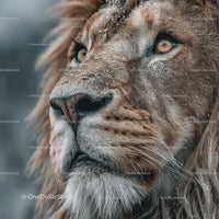 Majestic Lion Close-Up with Intense Gaze