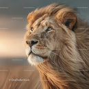 Majestic Lion Gazing Across the Savannah at Sunset