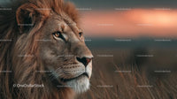 Majestic Lion at Sunset on the African Savannah