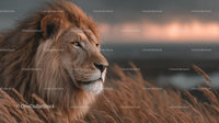 Majestic Lion with Golden Mane at Sunset in Savannah