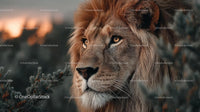 Majestic Lion Amidst African Wilderness at Sunset