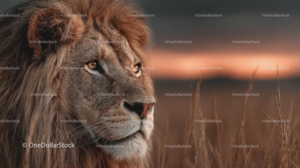 Majestic Lion with Golden Mane at Sunset