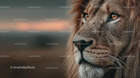 Majestic Lion Close-Up with a Regal Gaze