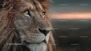 Majestic Lion Portrait at Sunset