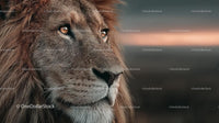 Majestic Lion Portrait at Sunset