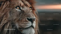 Majestic Lion Portrait at Sunset in the Wilderness