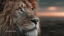 Majestic Lion at Sunset with Regal Mane