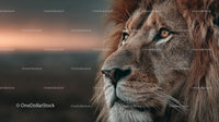 Majestic Lion Portrait During Serene Sunset