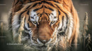 Majestic Siberian Tiger in the Wilderness