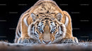 Majestic Siberian Tiger in a Hunting Stance