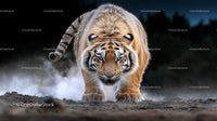 Majestic Tiger Stalking Through the Wilderness