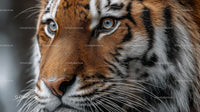 Intense Gaze of a Majestic Tiger Close-Up