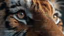 Close-Up of a Tiger's Intense and Mysterious Gaze