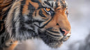 Intense Portrait of a Siberian Tiger in Its Natural Habitat