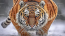 Siberian Tiger in Snowy Wilderness Staring Intently