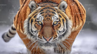 Siberian Tiger in Snowy Wilderness Staring Intently