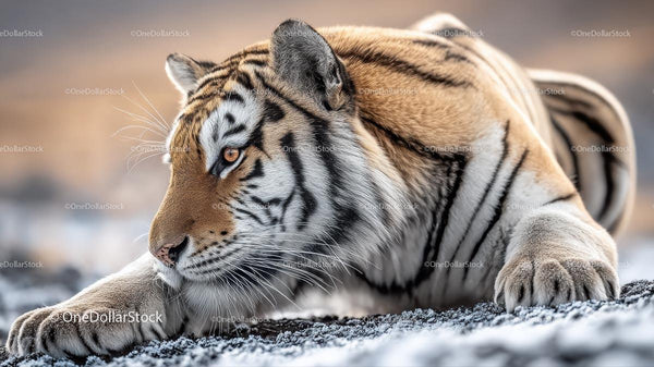 Majestic Siberian Tiger in Winter Landscape