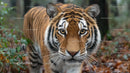 Majestic Bengal Tiger in a Lush Forest Setting