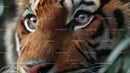 Intense Gaze of a Majestic Tiger Close-Up