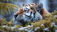 Majestic Siberian Tiger Resting in Snowy Forest