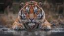 Majestic Tiger Staring Across the Water