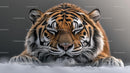 Majestic Siberian Tiger Resting on Snow