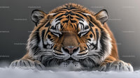 Majestic Siberian Tiger Resting on Snow