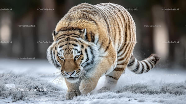 Majestic Siberian Tiger Stalking Through Snow