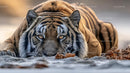 Majestic Tiger in a Natural Habitat