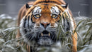 Fierce Tiger Stalking Through Dense Jungle