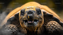 Close-Up of a Majestic Tortoise in Natural Habitat
