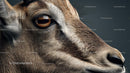 Close-up Portrait of an Antelope with Detailed Fur