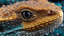 Vibrant Close-Up of a Colorful Lizard with Water Droplets