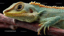 Close-Up of Vibrantly Colored Lizard on Branch