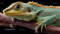 Close-Up of Vibrantly Colored Lizard on Branch