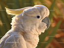 Elegant Cockatoo in Warm Lighting Close-Up