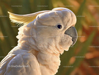Elegant Cockatoo in Warm Lighting Close-Up