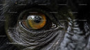 Close-up of a Reflective Animal Eye with Intense Detail