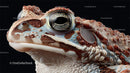Close-Up Portrait of a Colorful Toad