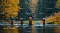 Elk Standing in Tranquil Autumn Waters with Forest Backdrop