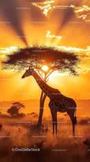 Giraffe Silhouette Against Vibrant African Sunset