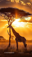 Giraffe Silhouette by Acacia Tree at Sunset in African Savannah