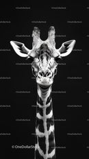 Black and White Giraffe Portrait Against Dark Background