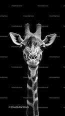 Majestic Giraffe Portrait on Black Background