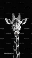Majestic Black and White Giraffe Portrait