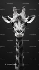 Majestic Giraffe in Elegant Monochrome Portrait