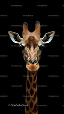 Majestic Giraffe Portrait on Black Background
